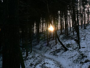 Sunrise snow forest